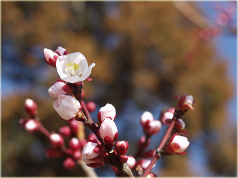 豊田市の平芝公園の梅