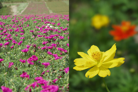 夏休み 2日目 「晩夏の南知多」(2)