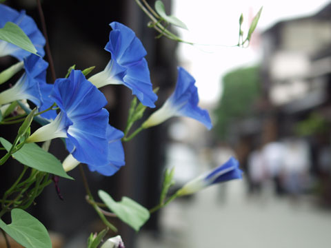 高山の朝市(2)