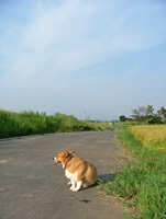 S5000初撮り「愛犬ココ」(3)