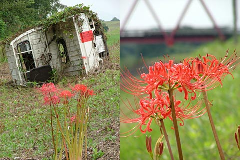 木曽三川の堤防の彼岸花