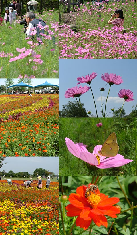 木曽三川公園のコスモス