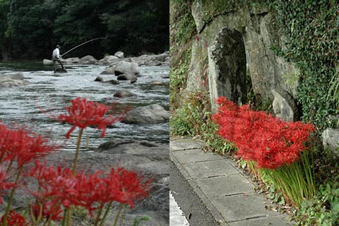 松平の彼岸花(2)