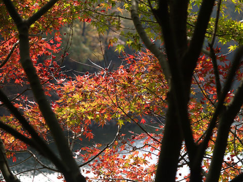 三河湖の紅葉(1)