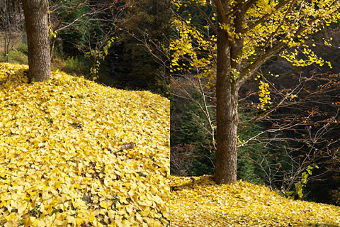 三河湖の紅葉(3)