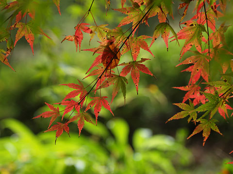 王滝渓谷の紅葉(2)