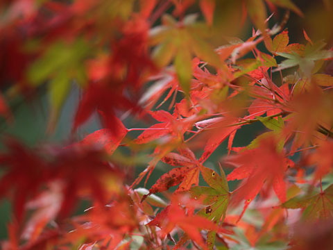 王滝渓谷の紅葉(3)