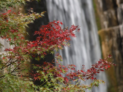 王滝渓谷の紅葉(4)