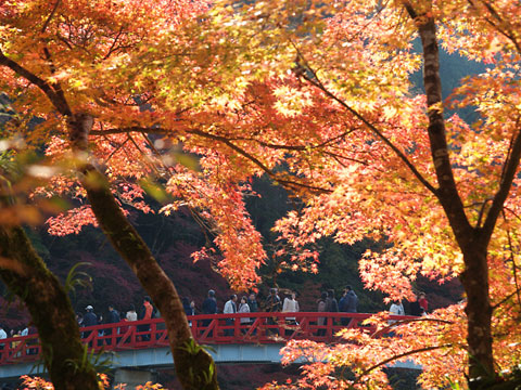 香嵐渓の紅葉(1)