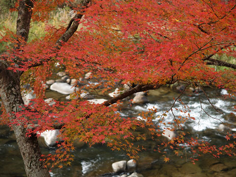香嵐渓の紅葉(4)
