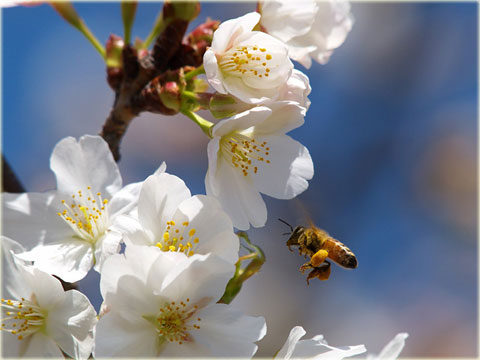 洲原池の「桜と蜜蜂」(1)