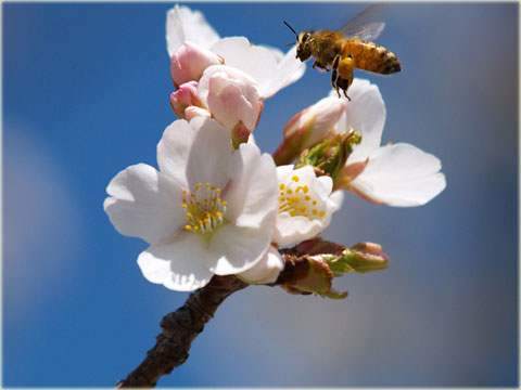 洲原池の「桜と蜜蜂」(2)