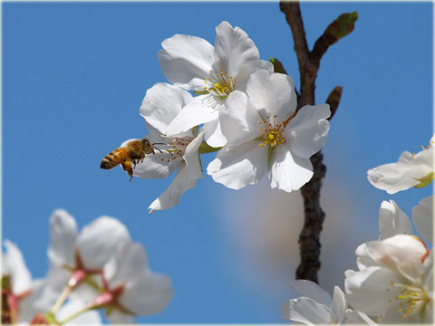 洲原池の「桜と蜜蜂」(3)