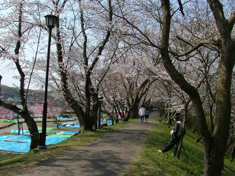 対決S1ISvsS5000「豊田市水源町の桜」(2)