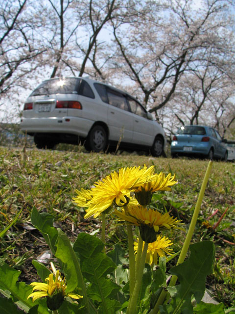 対決S1ISvsS5000「豊田市水源町の桜」(3)