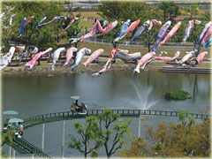 堀内公園の鯉のぼり