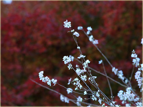 小原村の四季桜2