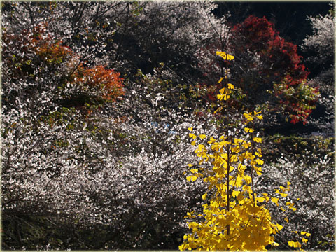 小原村の四季桜3