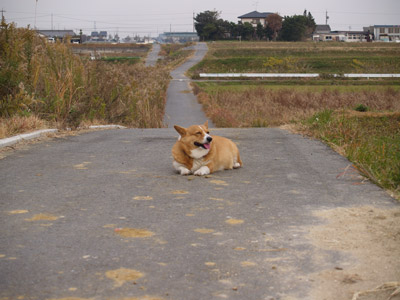 標準レンズ対決 4