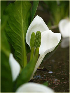 松平の水芭蕉