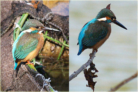 鳥さんに初挑戦2 