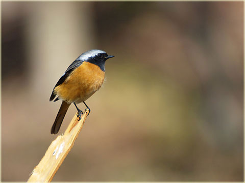 超望遠で鳥撮影 1