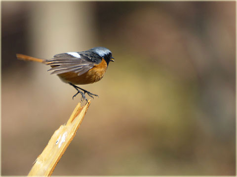 超望遠で鳥撮影 2