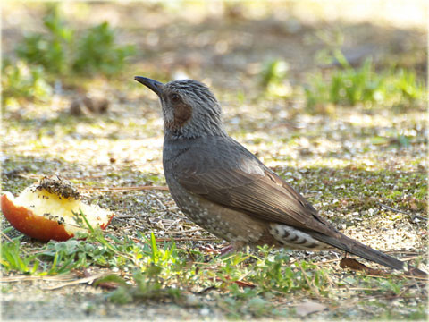 鳥撮影 4