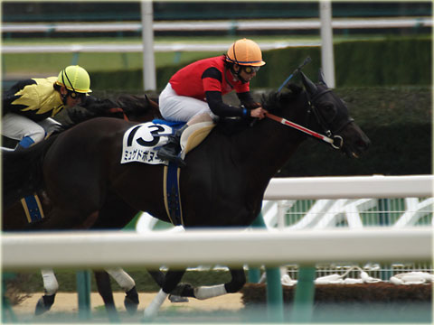 競走馬に挑戦 5