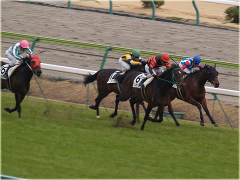 競走馬に挑戦 6