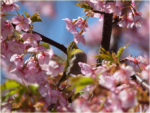 桜とメジロ 5