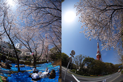 東京の桜4