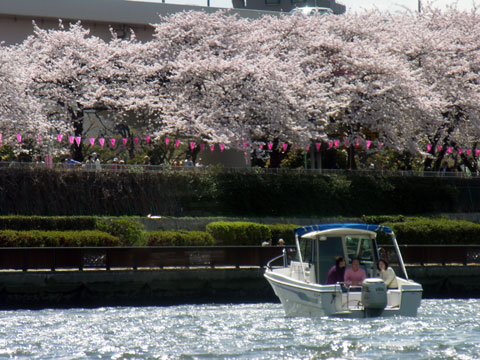 東京の桜3