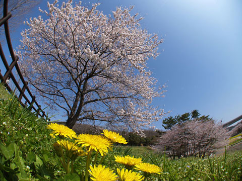 鞍ヶ池の桜2