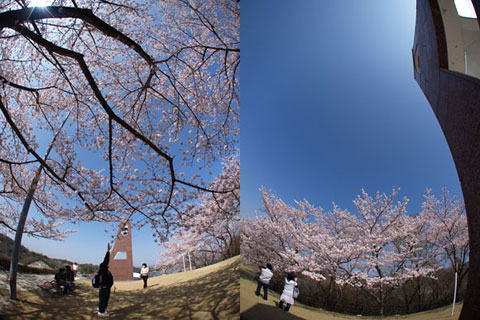 鞍ヶ池の桜3