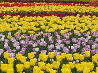 奥殿陣屋のチューリップと菜の花畑1