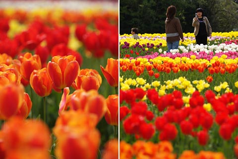 奥殿陣屋のチューリップと菜の花畑2