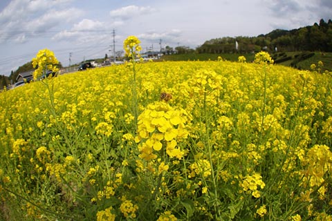 奥殿陣屋のチューリップと菜の花畑3