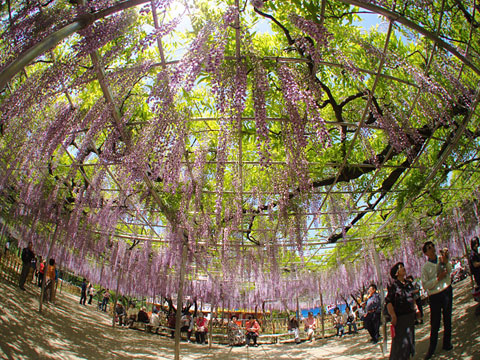 岡崎公園の藤の花1