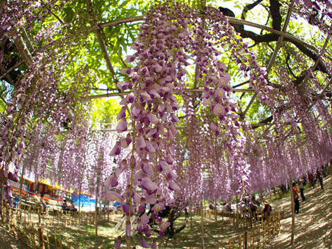 岡崎公園の藤の花2