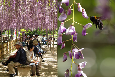 岡崎公園の藤の花4