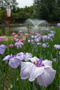 D70s初撮り「岡崎市東公園」1