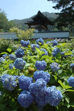 梅雨時の松平郷