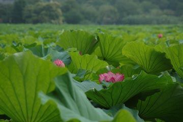 不忍池のハス 第二弾