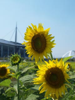 豊田スタジアム 東側農地1