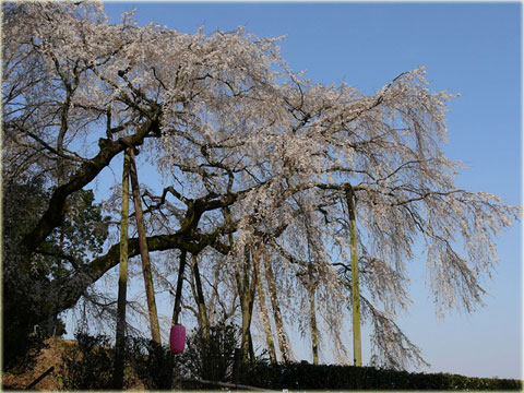 奥山田のしだれ桜