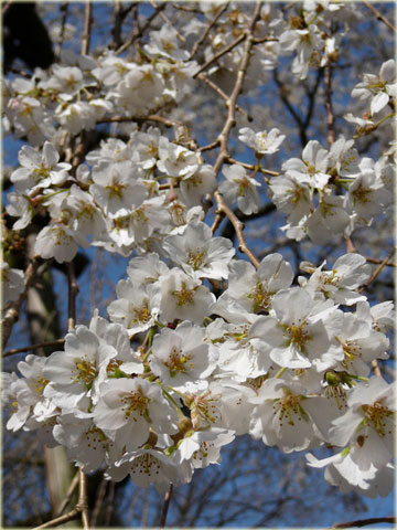 奥山田のしだれ桜