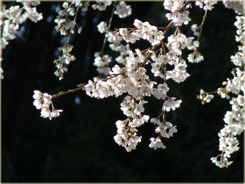 奥山田のしだれ桜