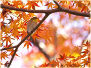 岩津天神の野鳥(1)