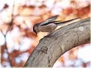 岩津天神の野鳥(2)